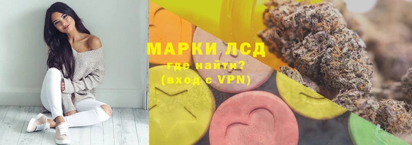 хмурый Аркадак